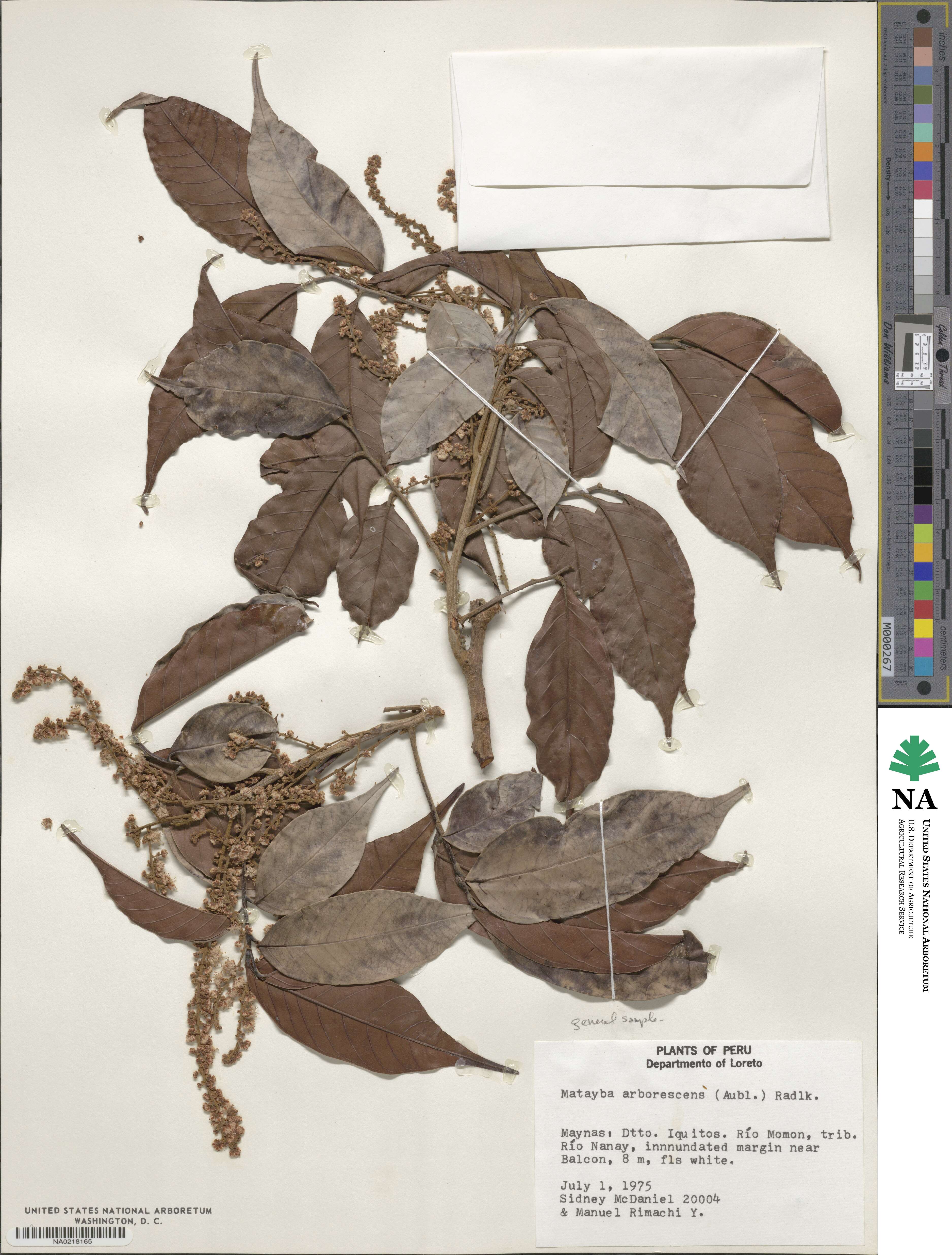 Matayba arborescens image