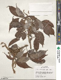 Matayba arborescens image