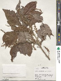 Matayba arborescens image