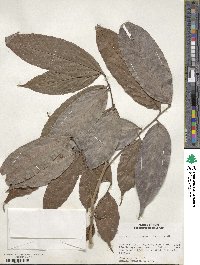 Matayba arborescens image