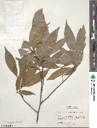 Matayba arborescens image