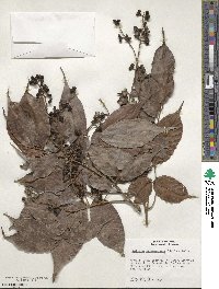 Matayba arborescens image