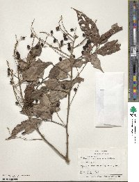 Matayba arborescens image