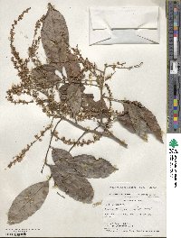 Matayba arborescens image