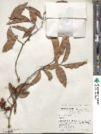 Matayba arborescens image