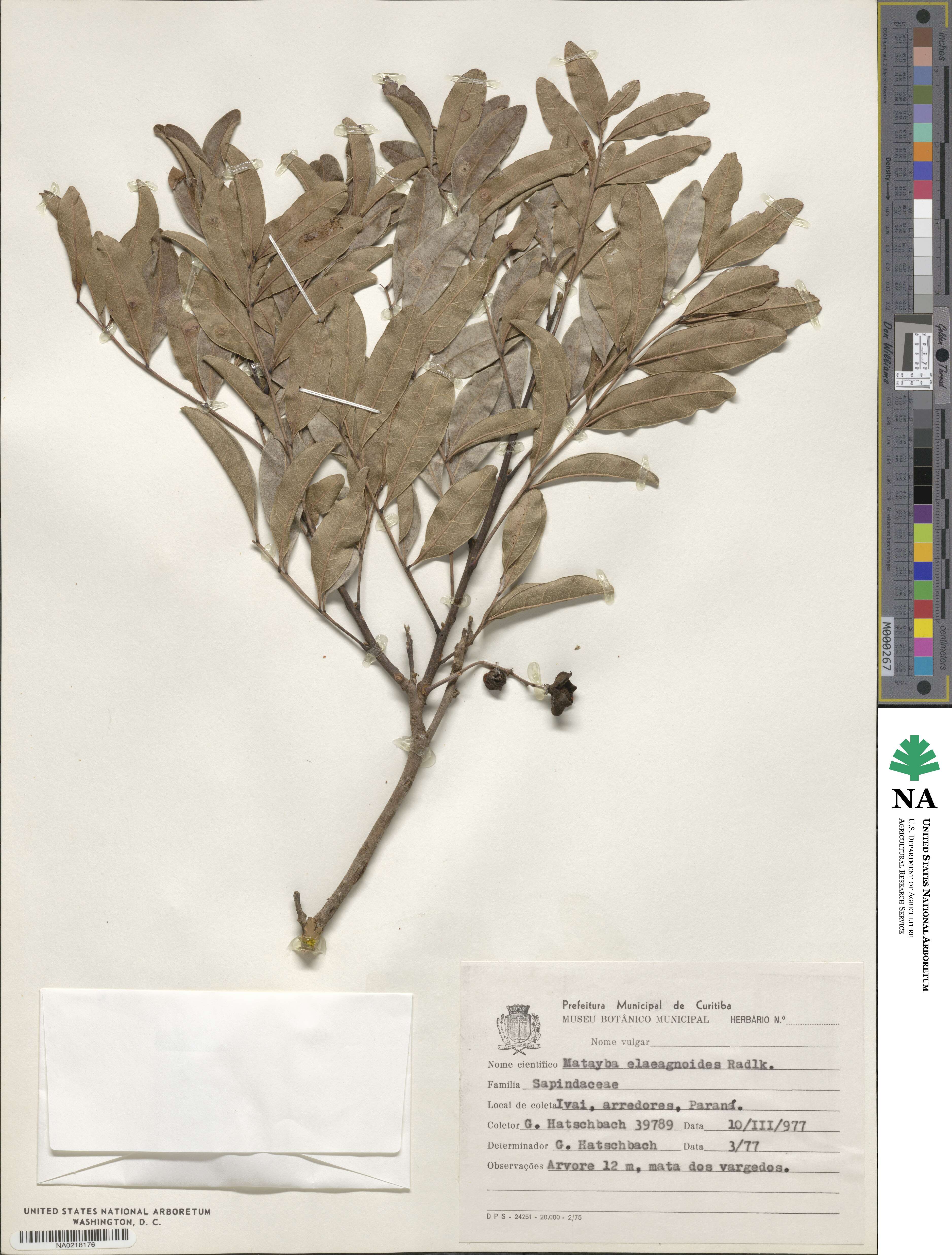 Matayba elaeagnoides image