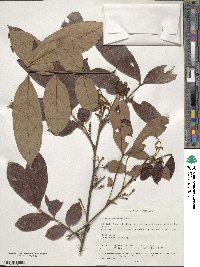 Guioa pleuropteris image