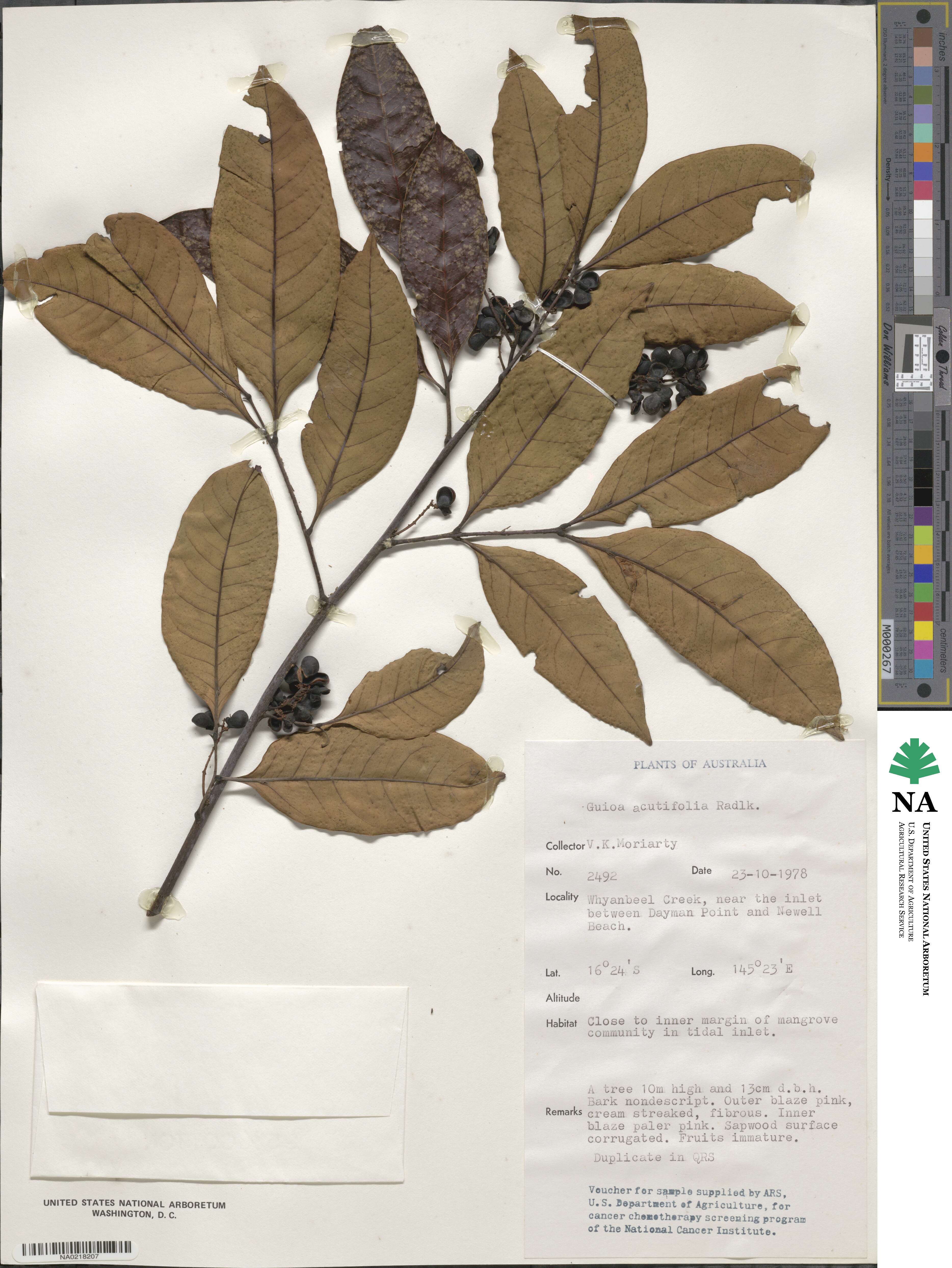 Guioa acutifolia image