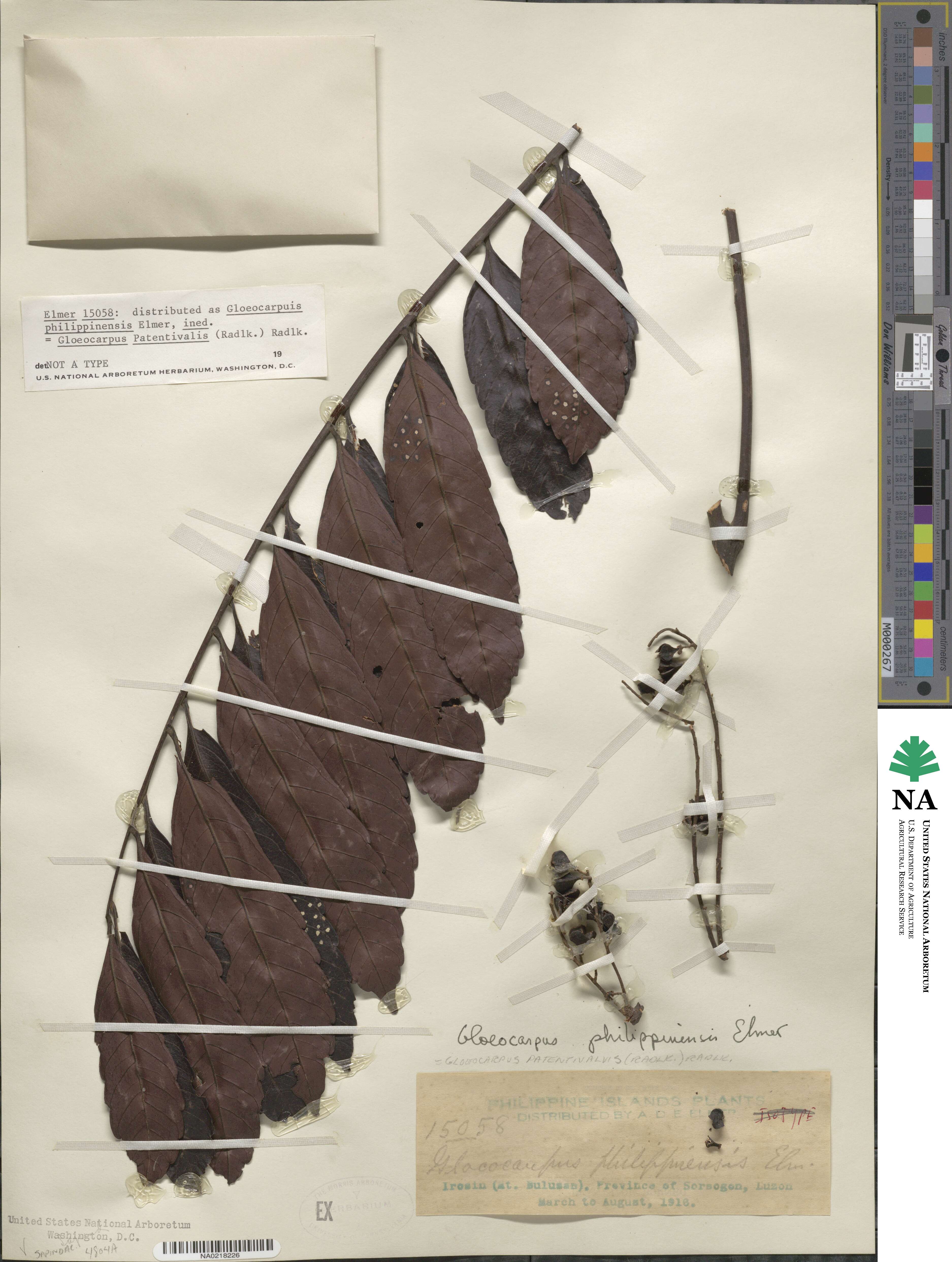 Gloeocarpus patentivalvis image