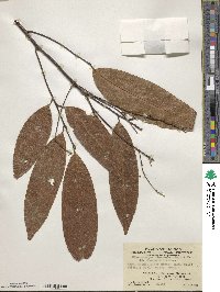 Mischocarpus flexuosus image