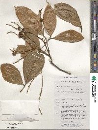 Image of Mischocarpus lachnocarpus