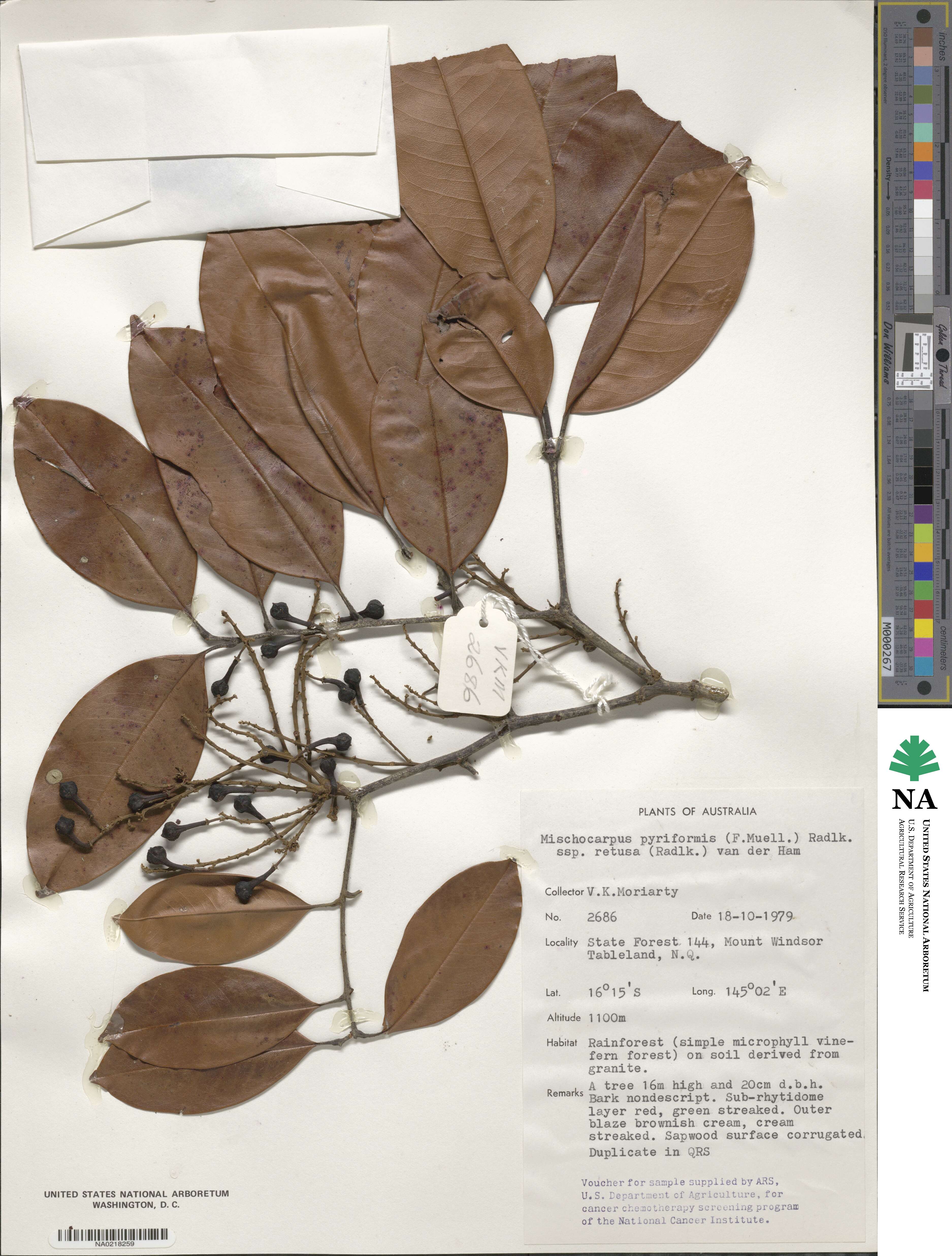 Mischocarpus pyriformis image