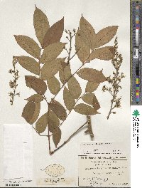 Koelreuteria bipinnata image