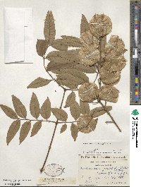 Koelreuteria bipinnata image