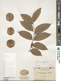 Koelreuteria bipinnata image