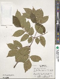 Koelreuteria bipinnata image