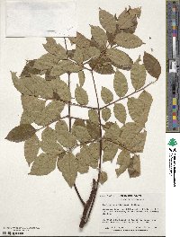 Koelreuteria bipinnata image