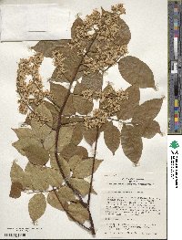 Koelreuteria bipinnata image