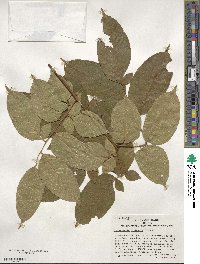 Koelreuteria bipinnata image