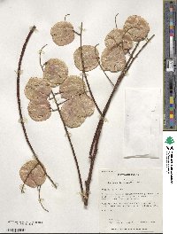 Koelreuteria bipinnata image