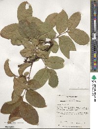 Koelreuteria bipinnata image