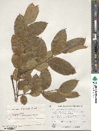 Koelreuteria bipinnata image