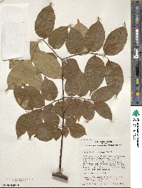 Koelreuteria bipinnata image