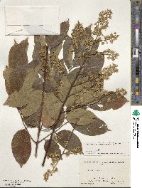 Koelreuteria bipinnata image