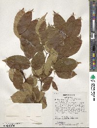 Koelreuteria bipinnata image