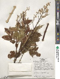 Koelreuteria bipinnata image