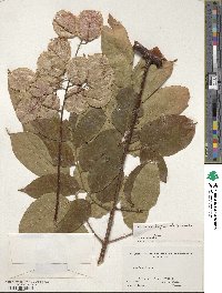 Koelreuteria bipinnata image