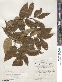 Koelreuteria bipinnata image