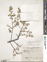 Koelreuteria elegans subsp. formosana image