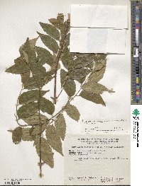 Koelreuteria elegans subsp. formosana image