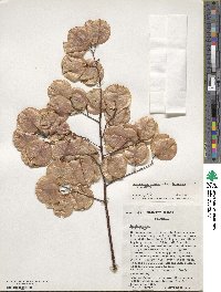 Koelreuteria elegans subsp. formosana image