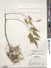 Koelreuteria elegans subsp. formosana image