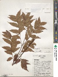 Koelreuteria elegans subsp. formosana image