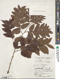 Koelreuteria elegans subsp. formosana image