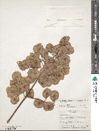 Koelreuteria elegans subsp. formosana image