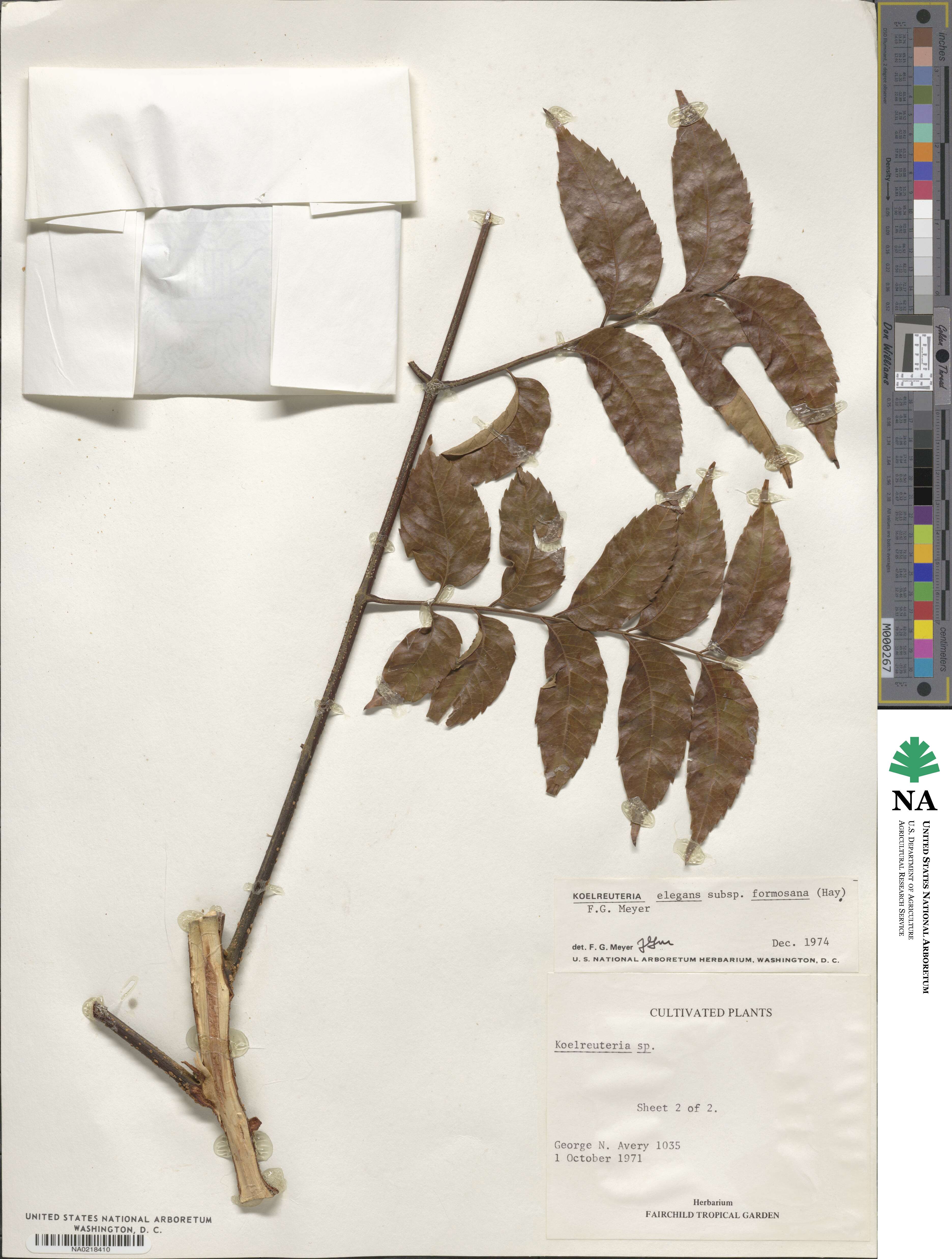 Koelreuteria elegans subsp. formosana image