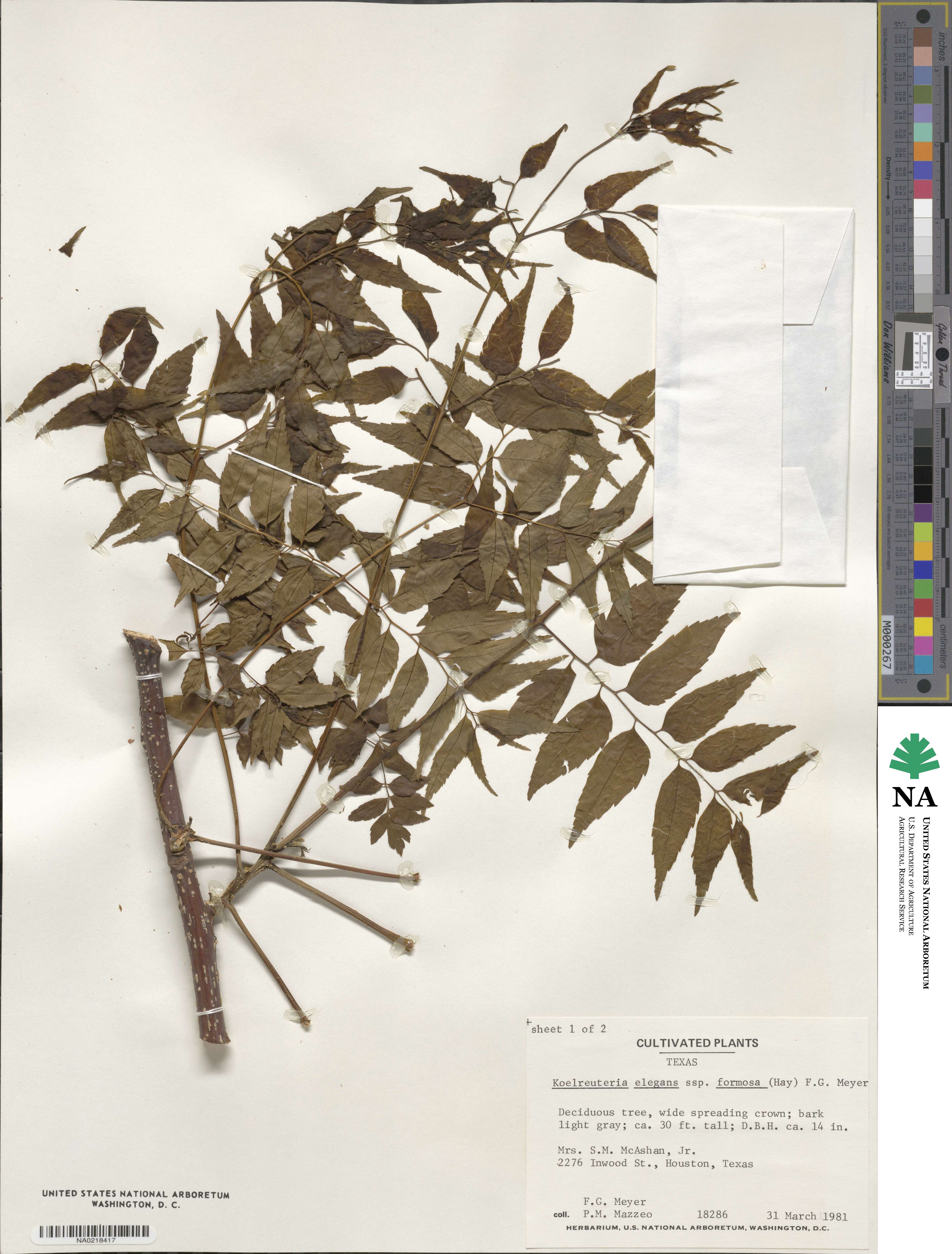 Koelreuteria elegans image