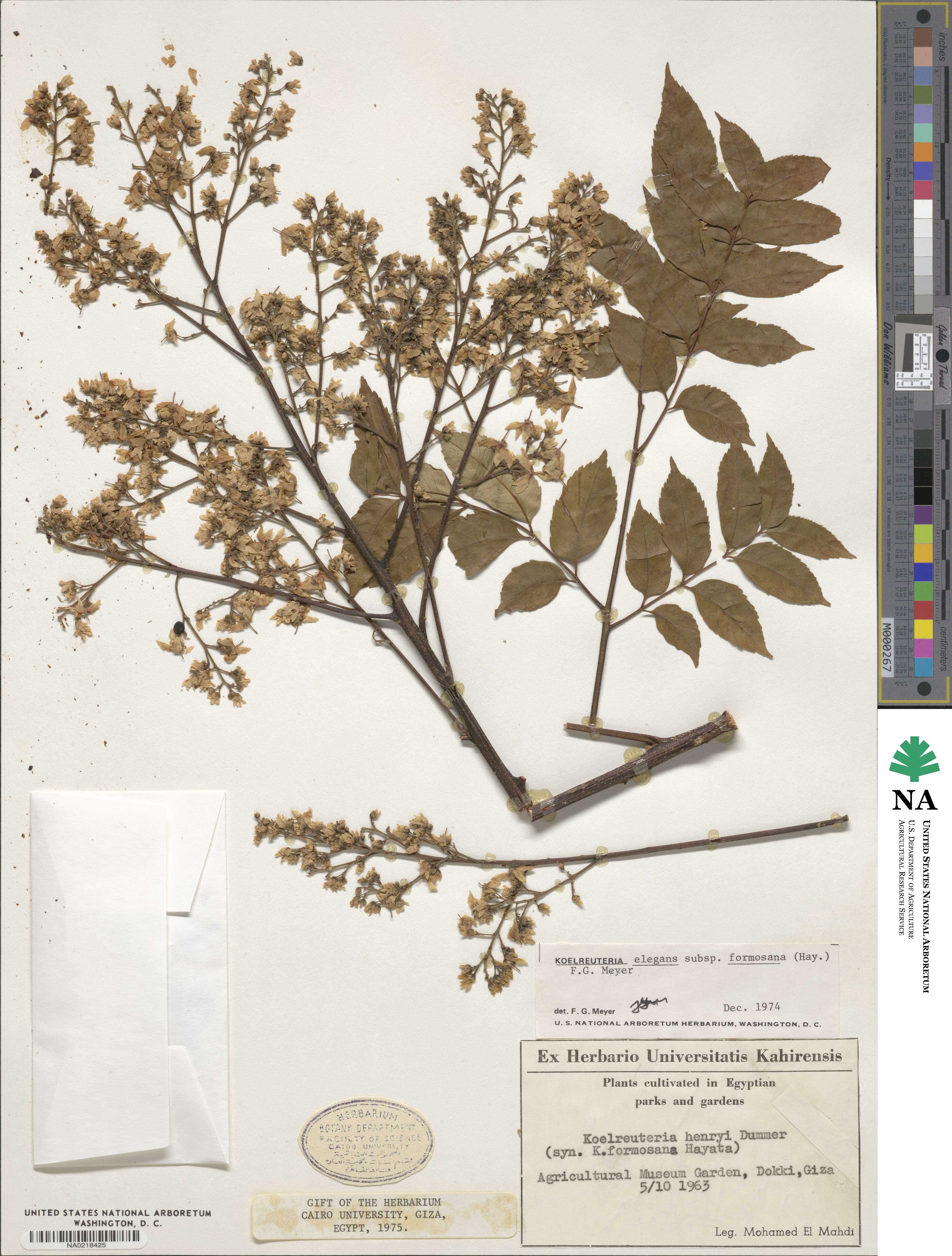 Koelreuteria elegans subsp. formosana image