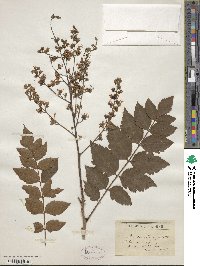 Koelreuteria paniculata image