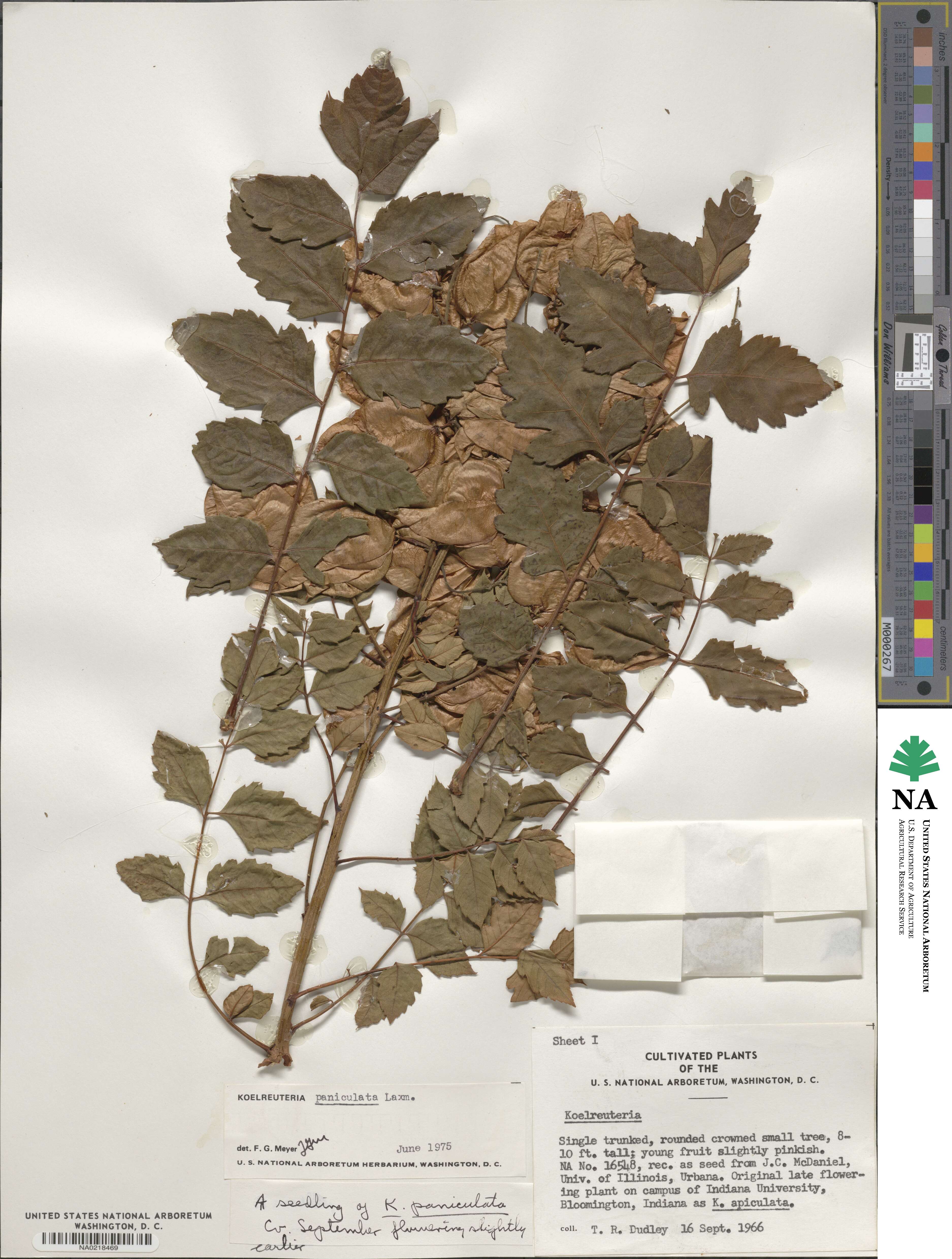 Koelreuteria paniculata image