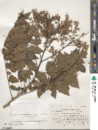 Koelreuteria paniculata image