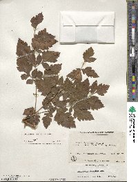 Koelreuteria paniculata image