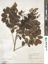 Koelreuteria paniculata image