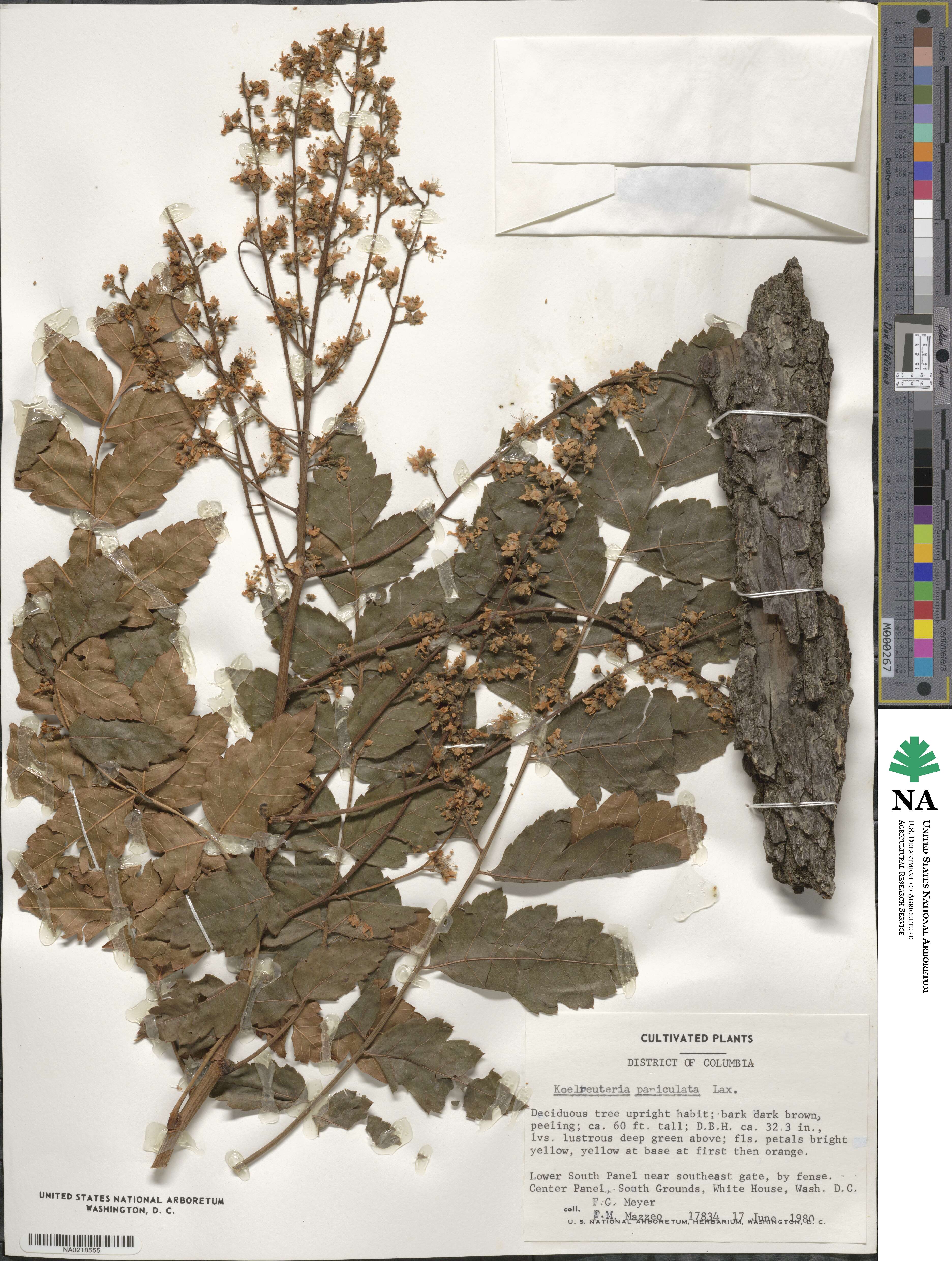 Koelreuteria paniculata image