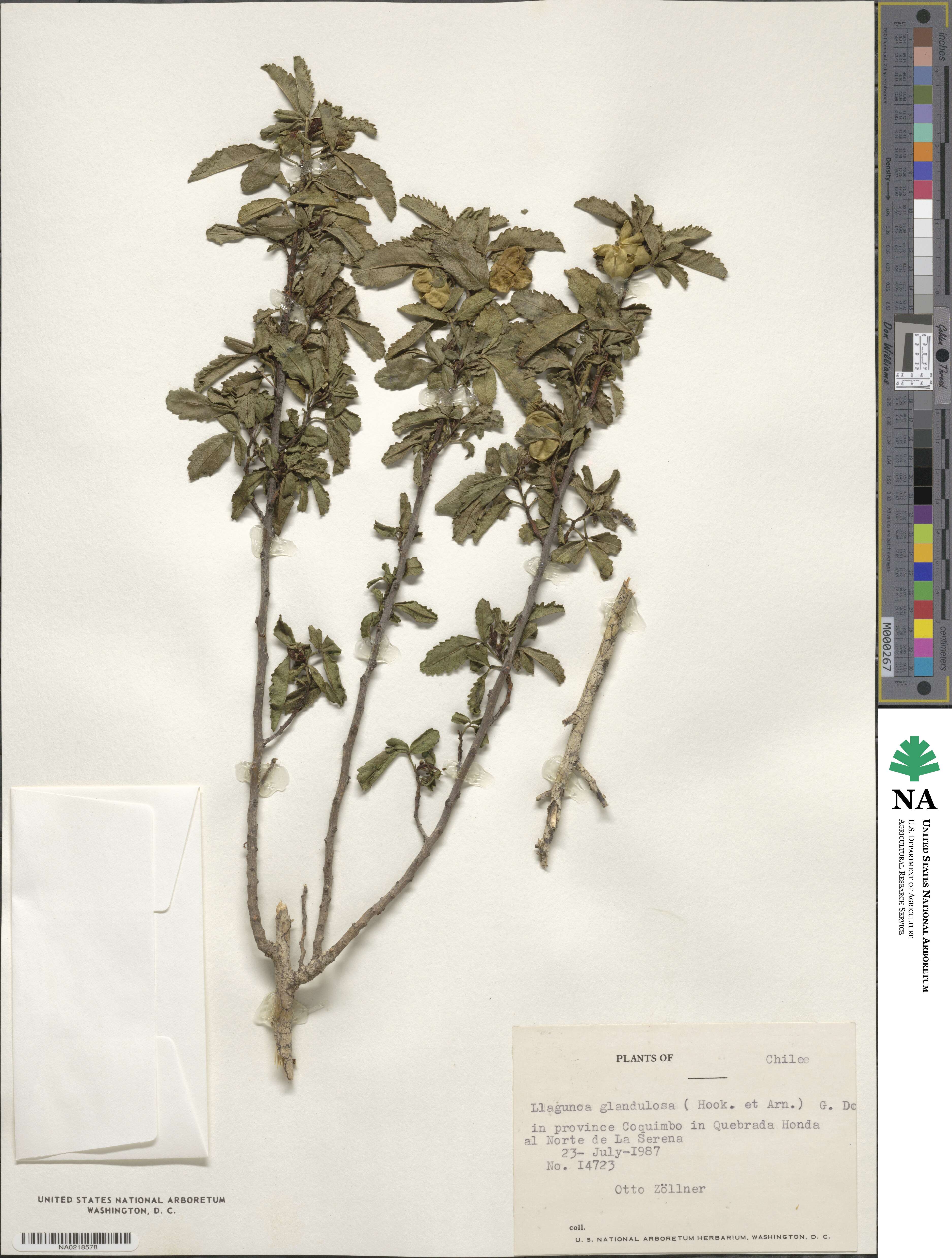 Llagunoa glandulosa image