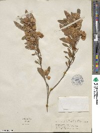 Dodonaea viscosa subsp. viscosa image